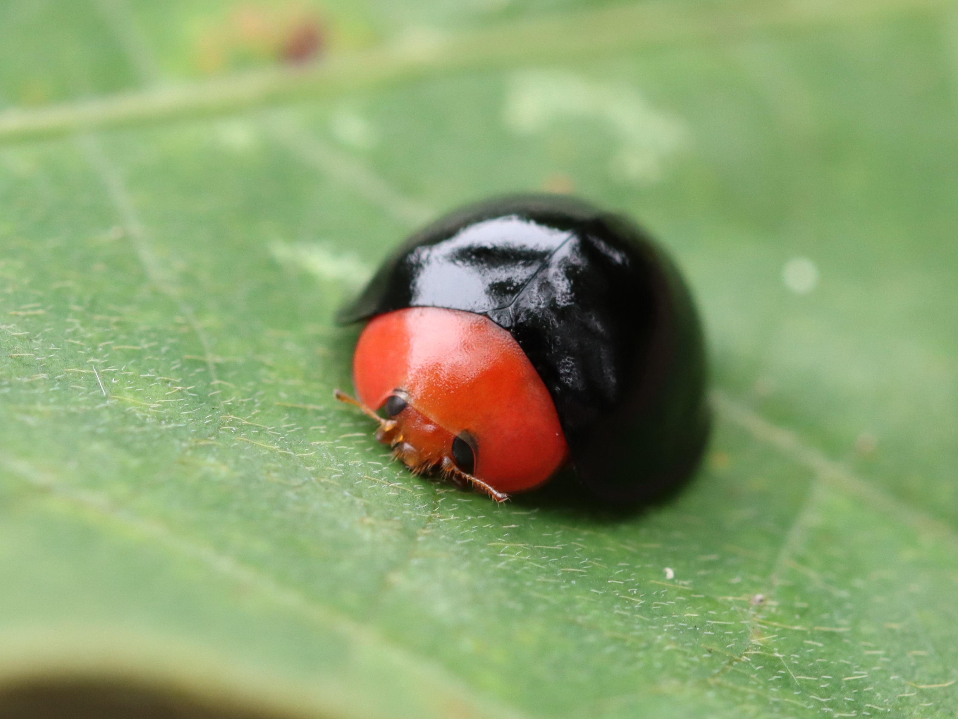 ムネアカオオクロテントウ